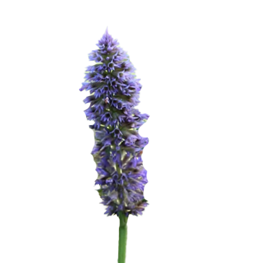 Duftnessel Blüte