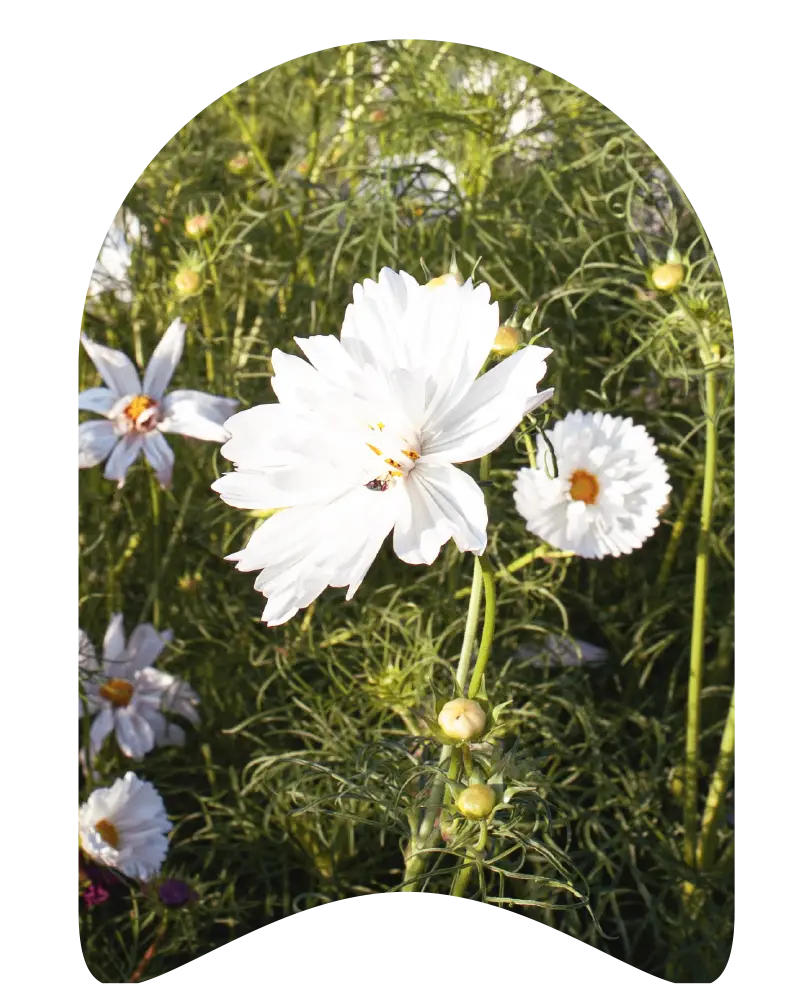 Cosmea weiß