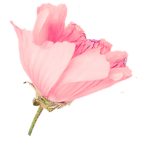 Rosenmalve Blüte