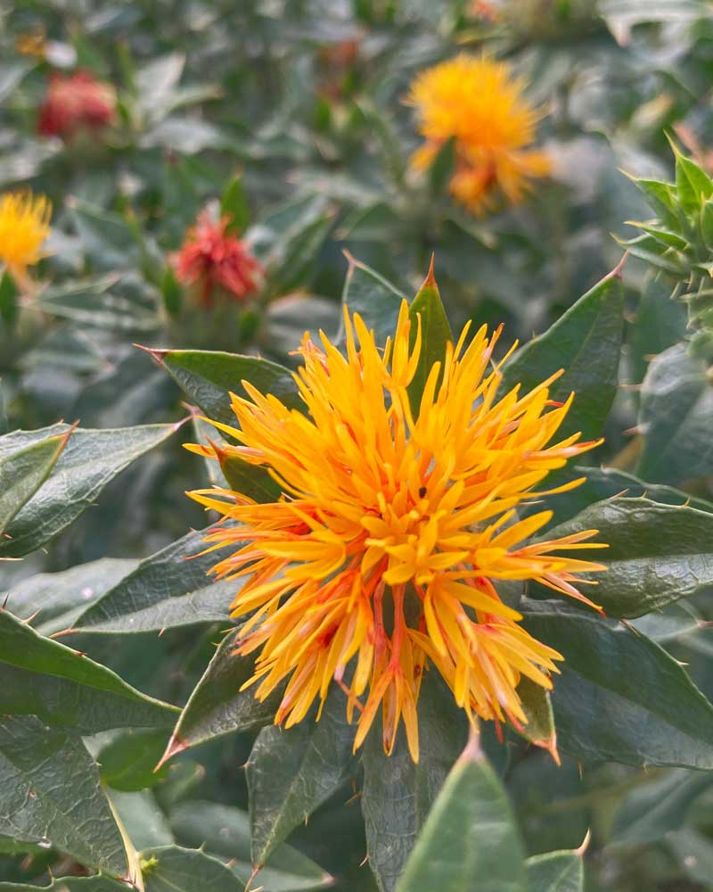 Saflor Färberdistel