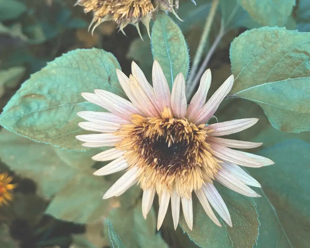 Sonnenblume