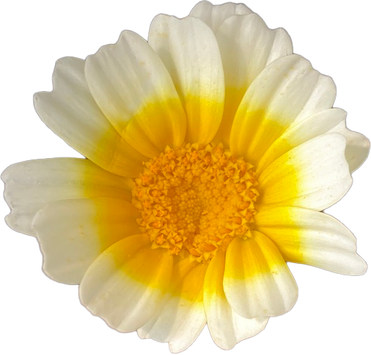 Speisechrysantheme