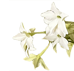 Ziertabak Blüte