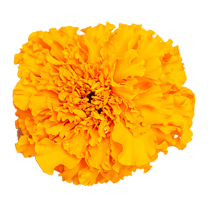 Tagetes Blüte