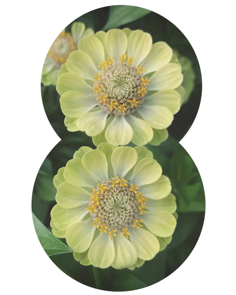 Zwei gelbe Zinnien