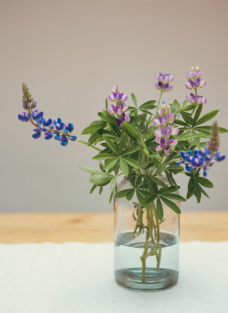 Lupinen in Vase