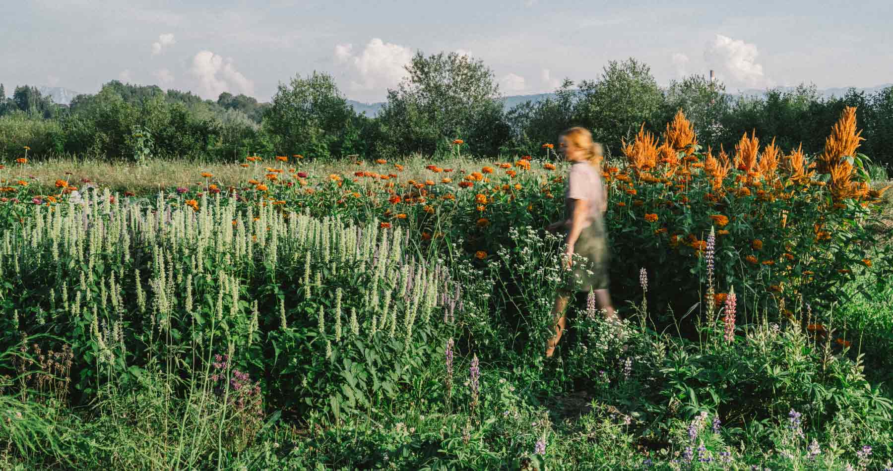Schnittblumenfeld