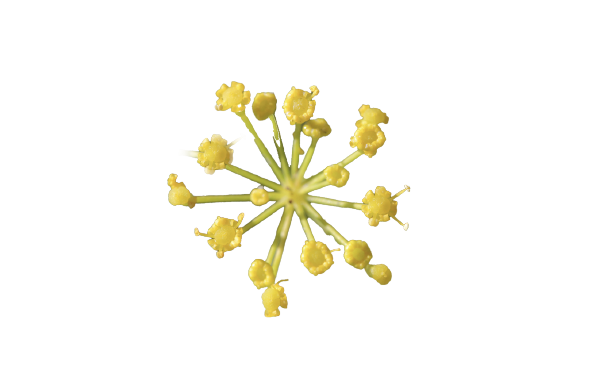Dill Blüte