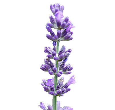 Lavendelblüte