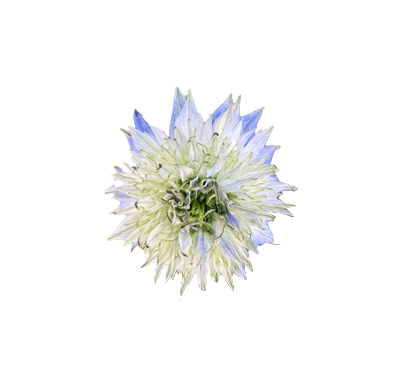 Nigella Blüte