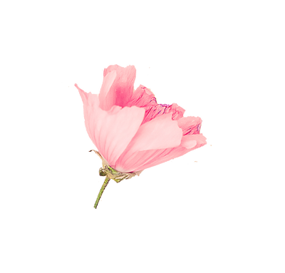 Rosenmalve Blüte
