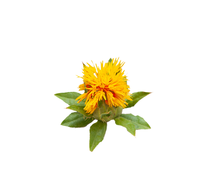 Saflor Blüte