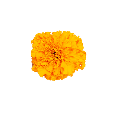 Tagetes Blüte orange