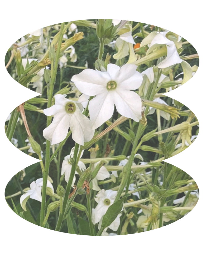 Ziertabak Blüte weiß
