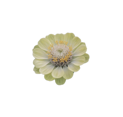 Blüte Zinnie