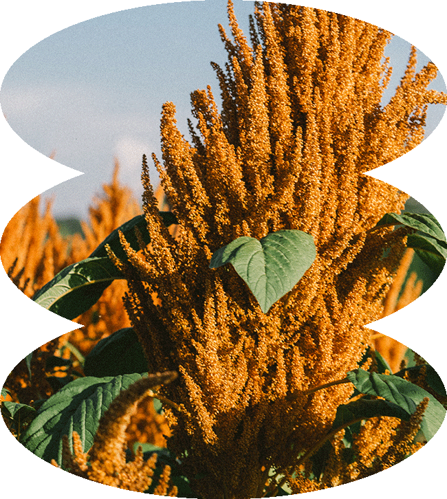 Amaranth