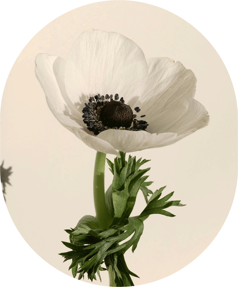 Anemone Blüte weiß