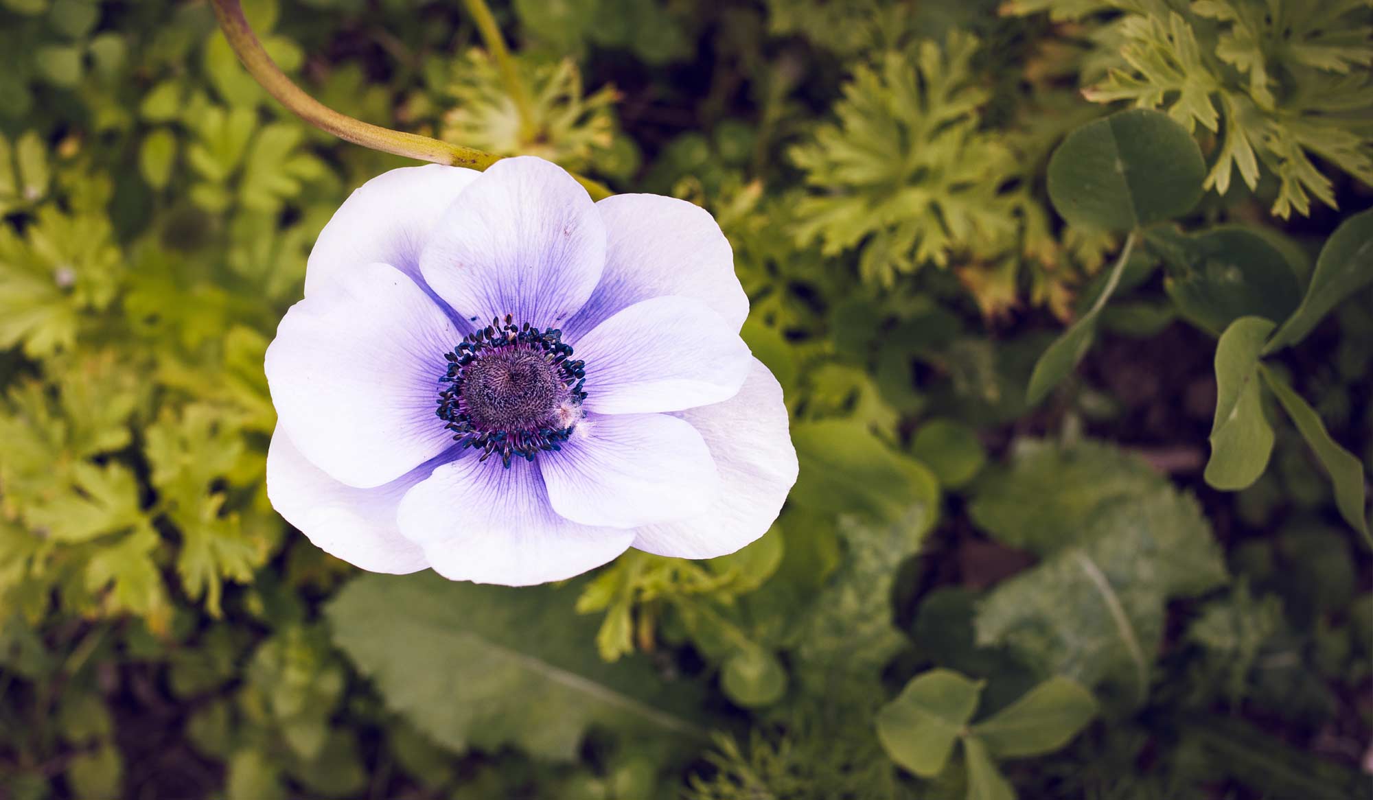 Lila Anemone am Feld