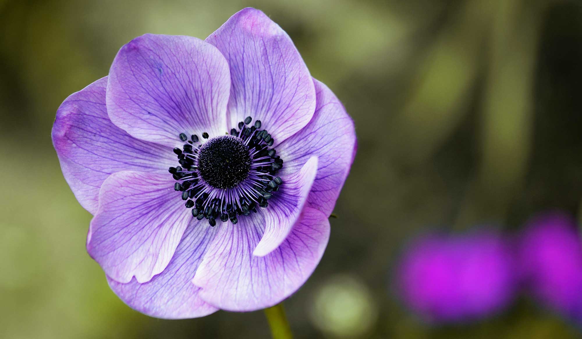 Lila Anemone
