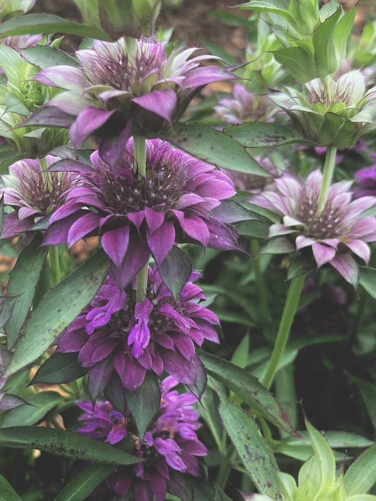 Indianernessel Monarada Goldmelisse