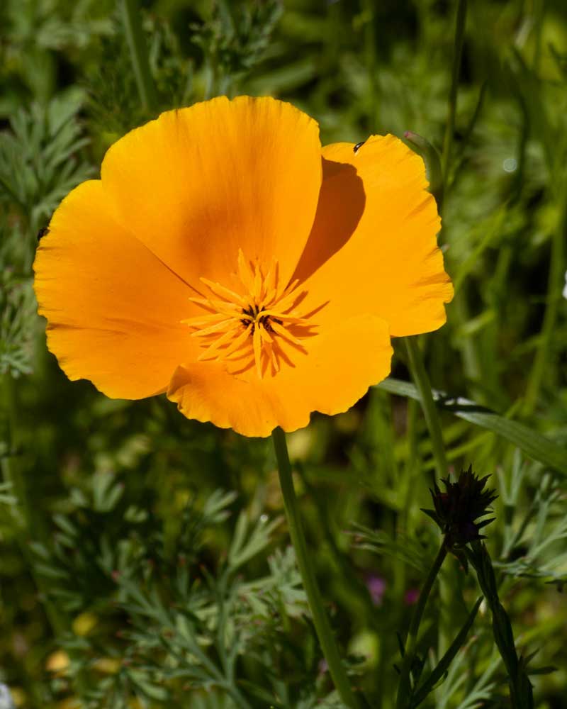 Blüte Kaliornischer Mohn