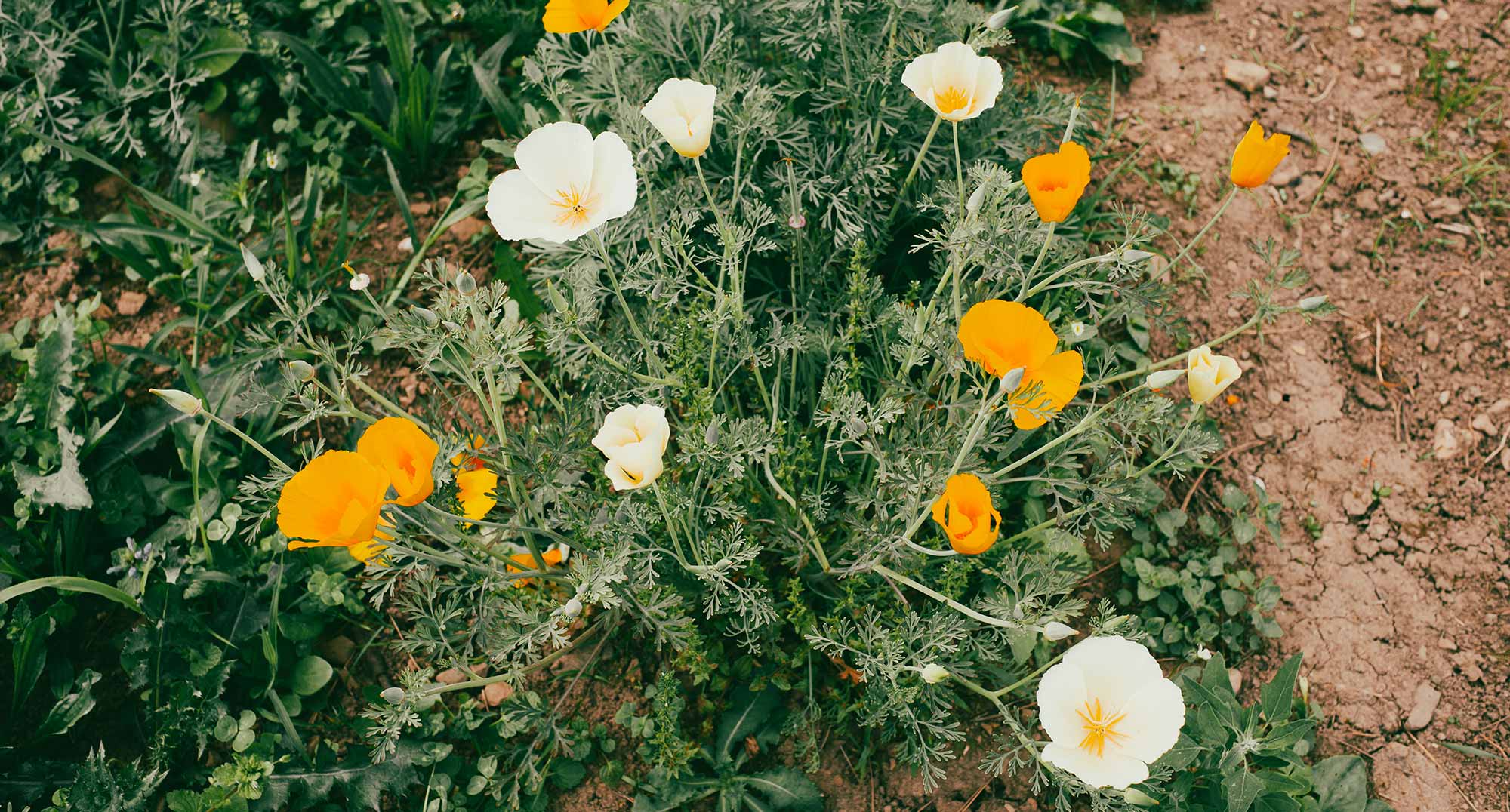 Kalifornischer Maohn der orange und gelb blüht