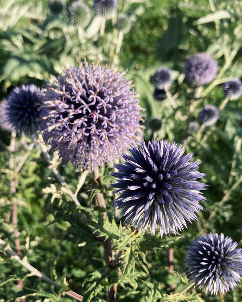Blaue Blüte der Kugeldistel
