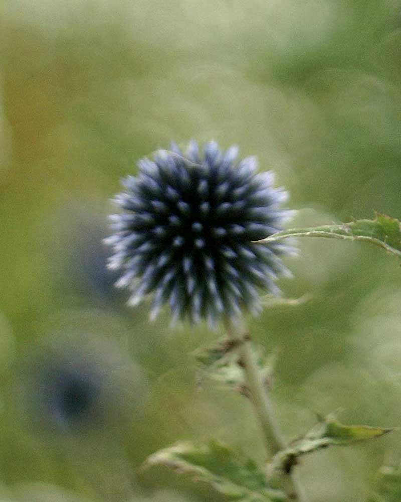 Kugeldistel