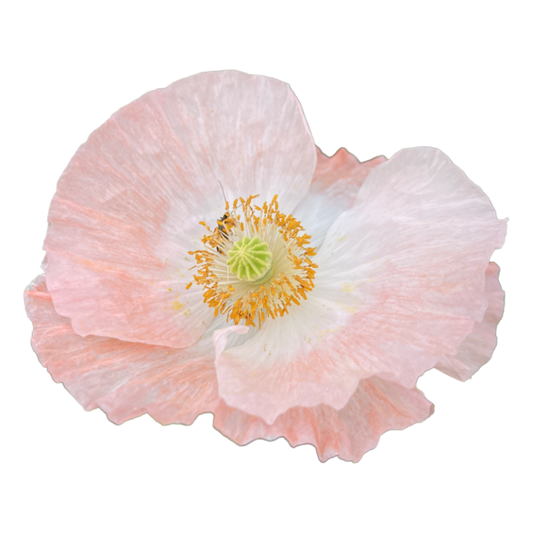 Mohnblüte