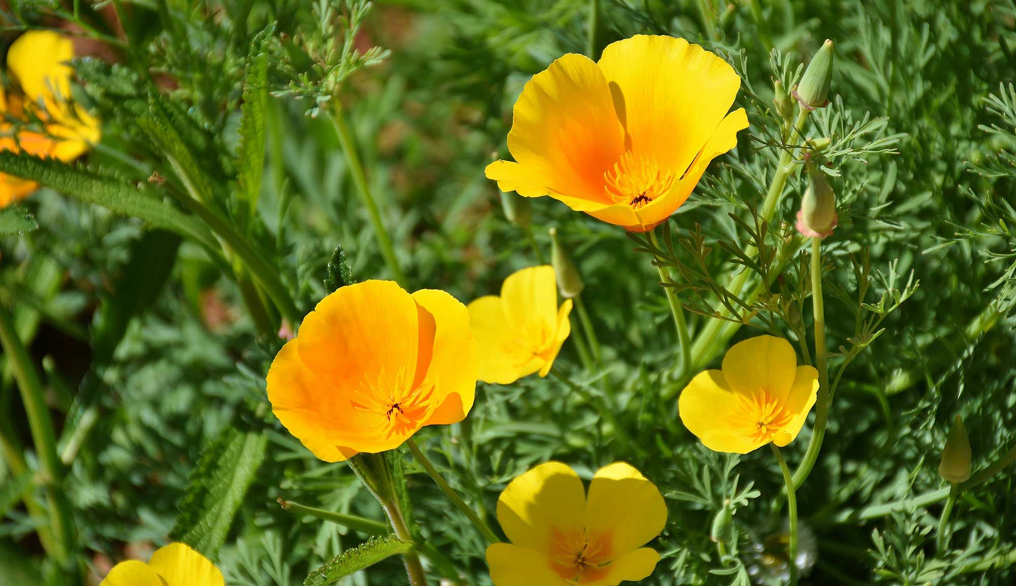 Kaliornischer Mohn