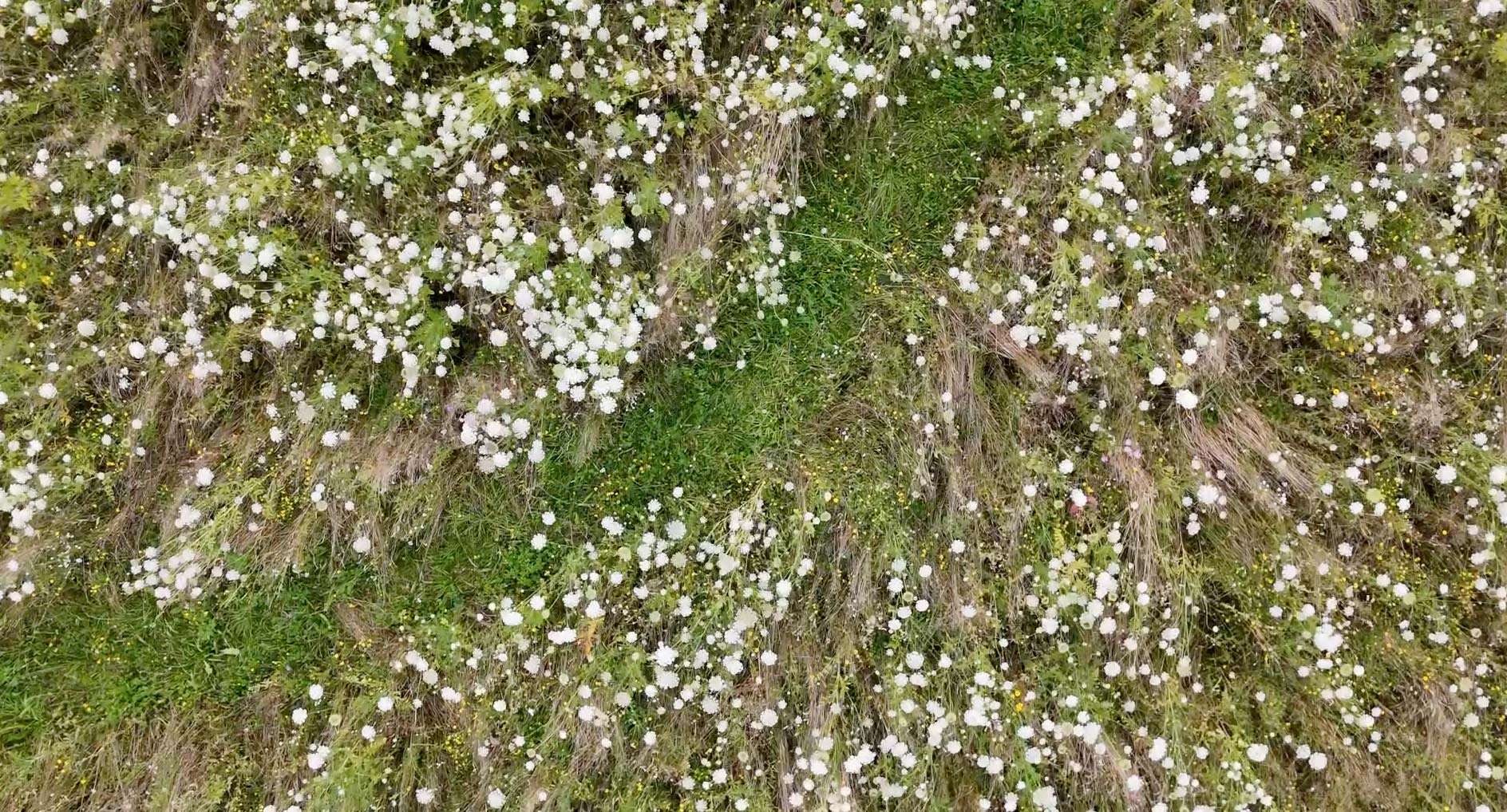 Drohnenfoto von einem Feld mit Wilden Möhren