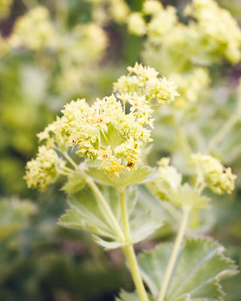 Gelbe Frauenmantelblüte