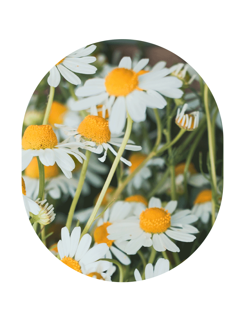 Kamillen Blüten