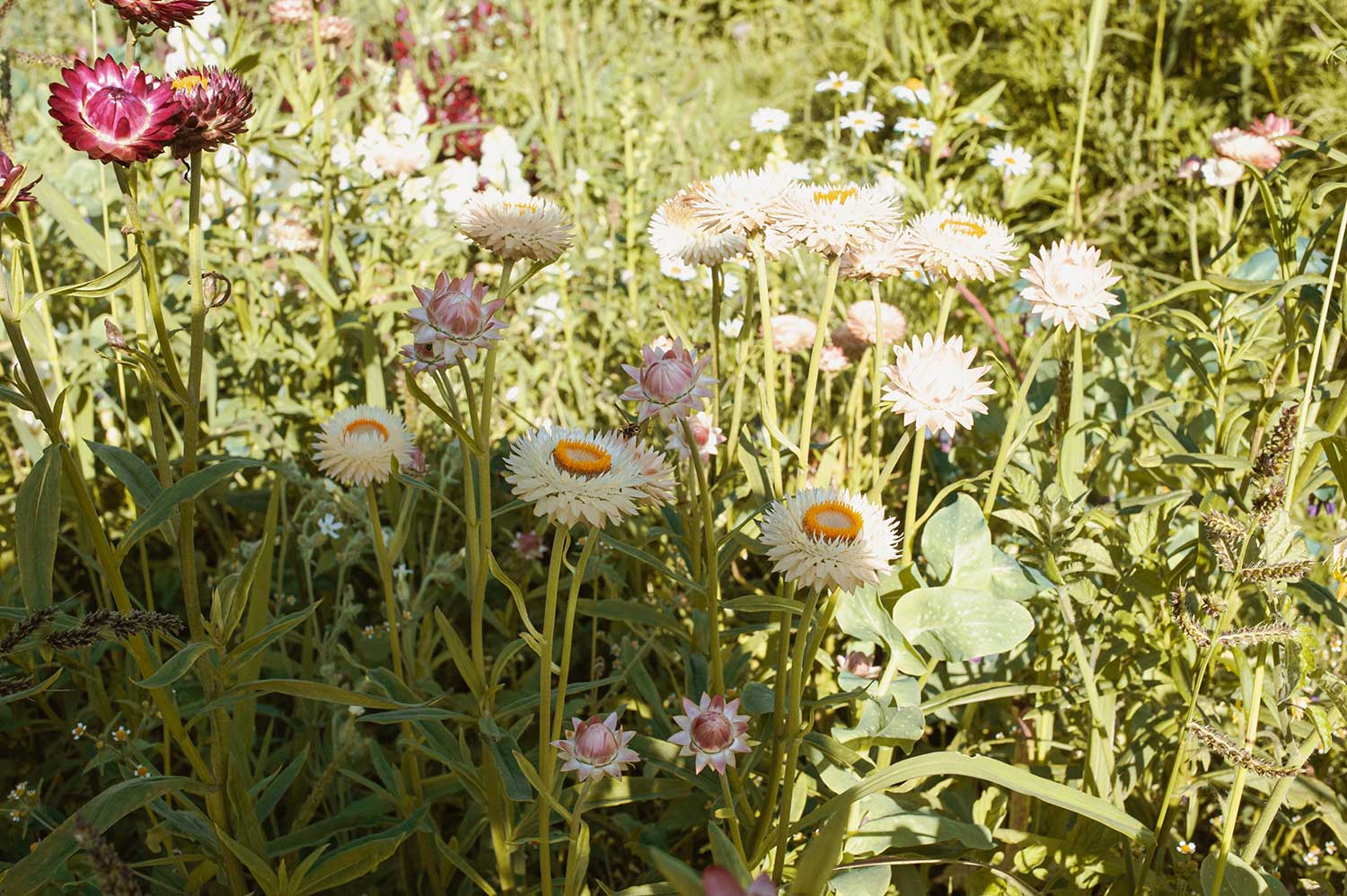 Garten Strohblumen weiß und rot