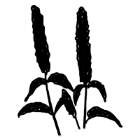 Illustration Agastache