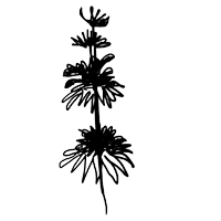 Illustration Punktierte Bergamotte