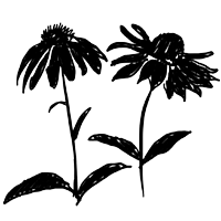 Illustration Echinacea