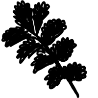 Illustration Pimpinelle