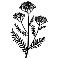 Illustration Schafgarbe