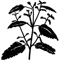 Illustration Weisse Melisse