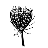 Illustration Wilde Möhre