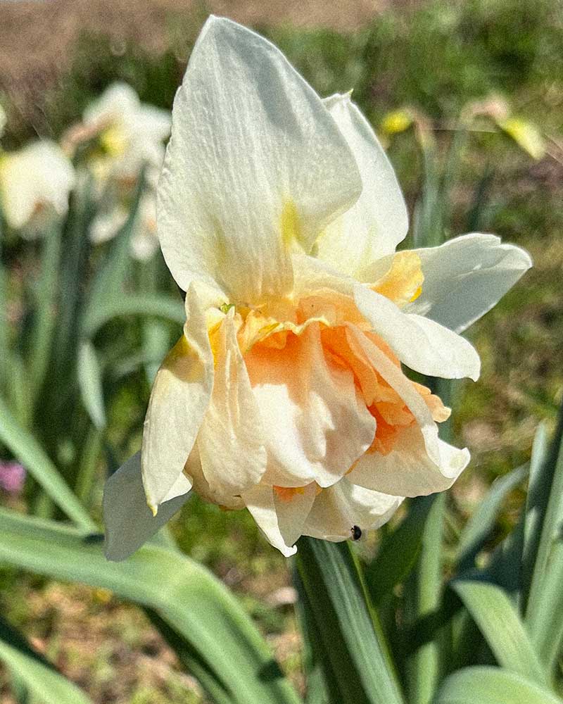 Märzenbecher Blüte