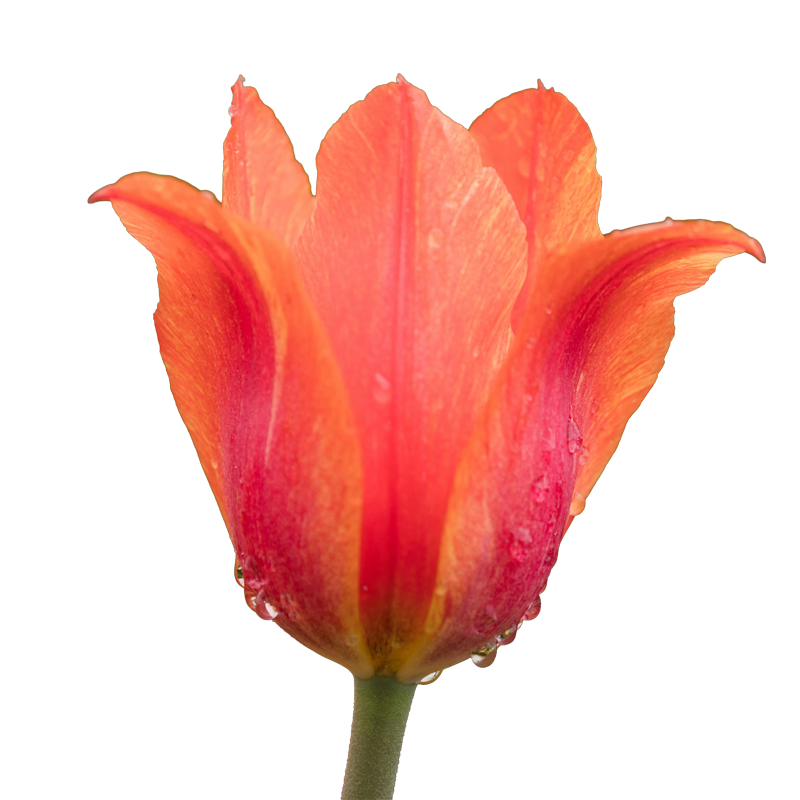 Blüte einer Tulpe