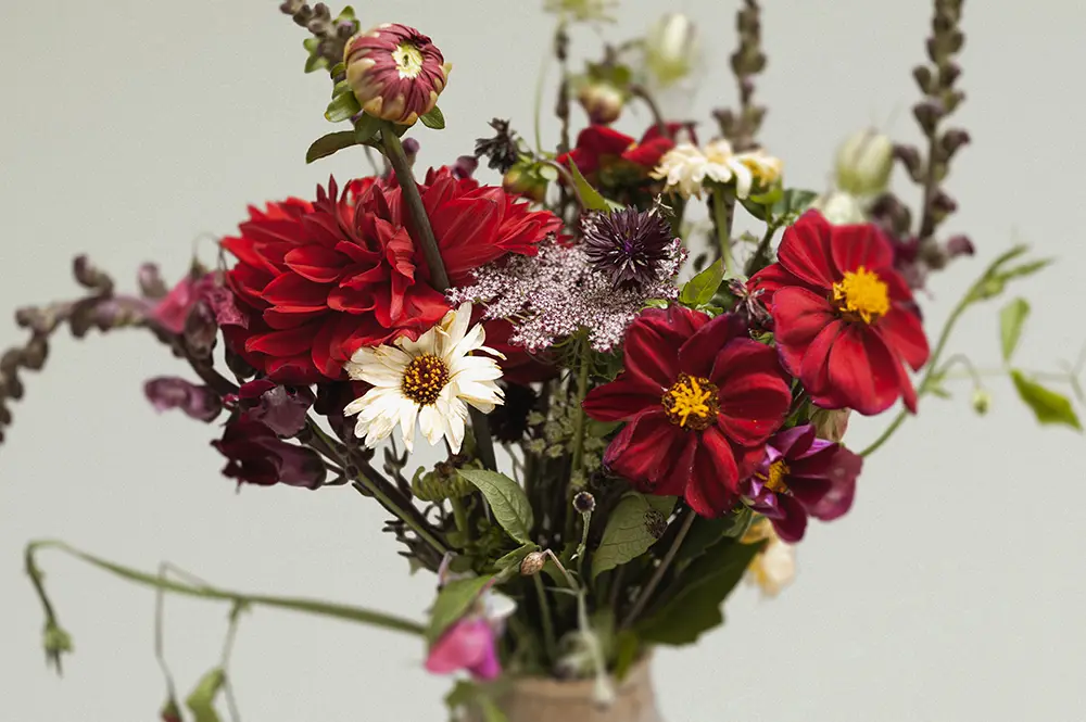 Vase mit roten Dahlien, Zinnien und Löwenmäulchen